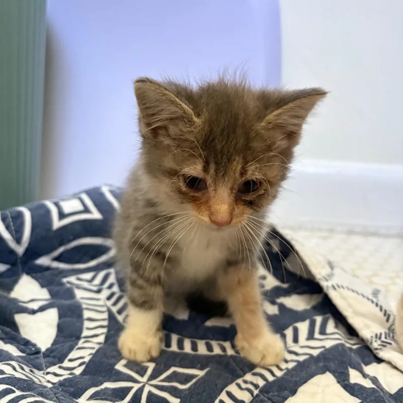 A baby small-sized female Gray / Blue / Silver Domestic Short Hair cat named Princess ButtercupCA for adoption in Tallahassee, FL