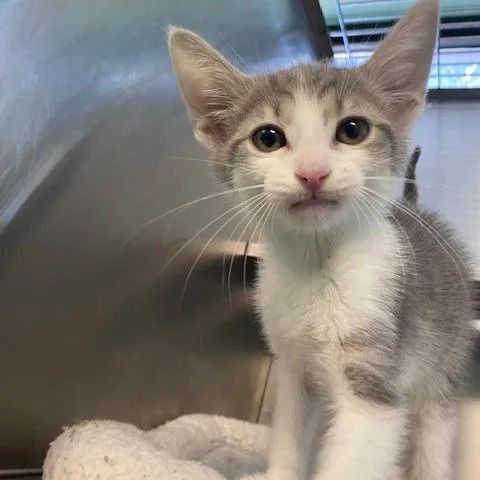 A baby small-sized male White Domestic Short Hair cat named Cody for adoption in Dayton, OH