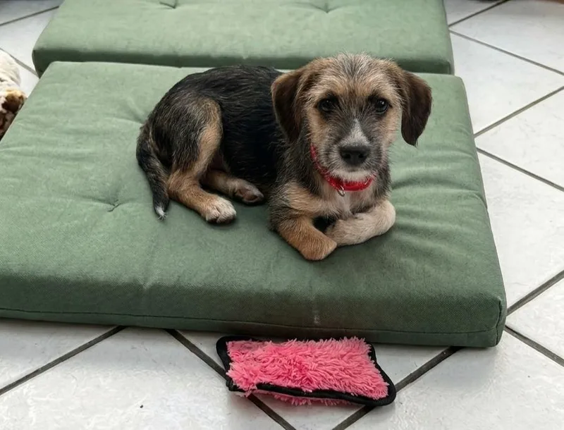 A baby small-sized female Cairn Terrier dog named Rose for adoption in North Prairie, WI