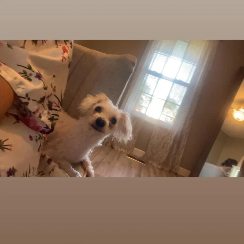A baby small-sized male White / Cream Bichon Frise dog named QTip for adoption in Dayton, OH