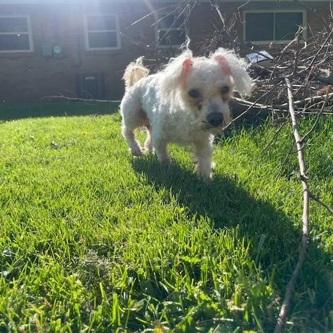 QTip thumbnail 2