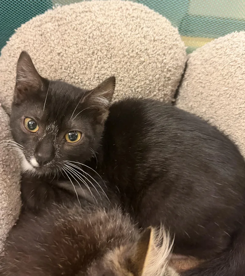 A young medium-sized male Black & White / Tuxedo Domestic Short Hair cat named Mono for adoption in Hudson, NY