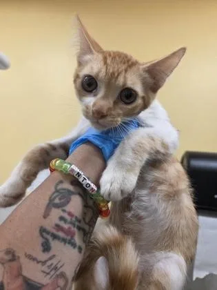 A baby small-sized male Domestic Short Hair cat named Kai for adoption in Honolulu, HI