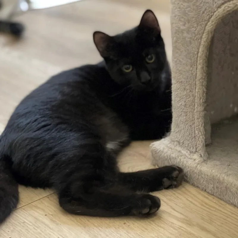 An adult medium-sized male Black Domestic Short Hair cat named Bluey for adoption in Brea, CA