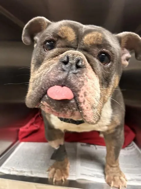 A young small-sized male American Bulldog dog named Pb & J for adoption in Riverside, CA