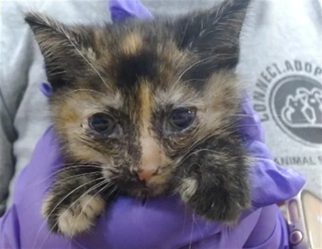 A baby small-sized female Domestic Short Hair cat named Pear for adoption in Miami, FL