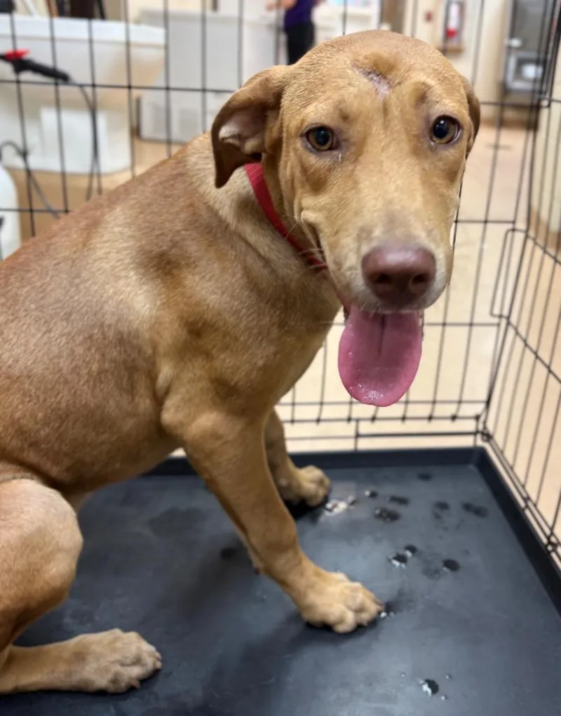 A baby medium-sized female Pit Bull Terrier dog named Kraken for adoption in Nacogdoches, TX