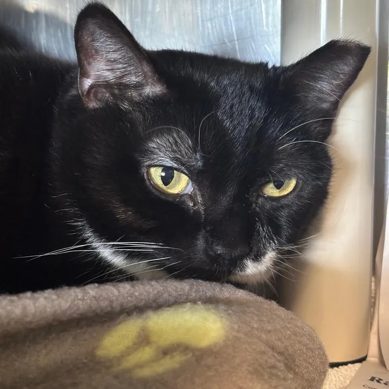 An adult large-sized female Black Domestic Short Hair cat named Passion Fruit for adoption in Dover, NH