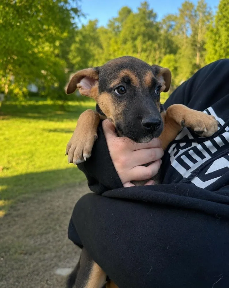 A baby small-sized female Brown / Chocolate Shepherd dog named Jade for adoption in Leverett, MA