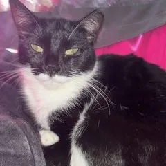 A young medium-sized male Black & White / Tuxedo Domestic Short Hair cat named JoJo for adoption in Owatonna, MN