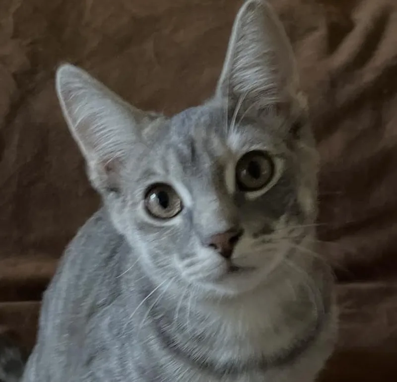 A baby small-sized female Gray & White Domestic Short Hair cat named Belle for adoption in Chicago, IL