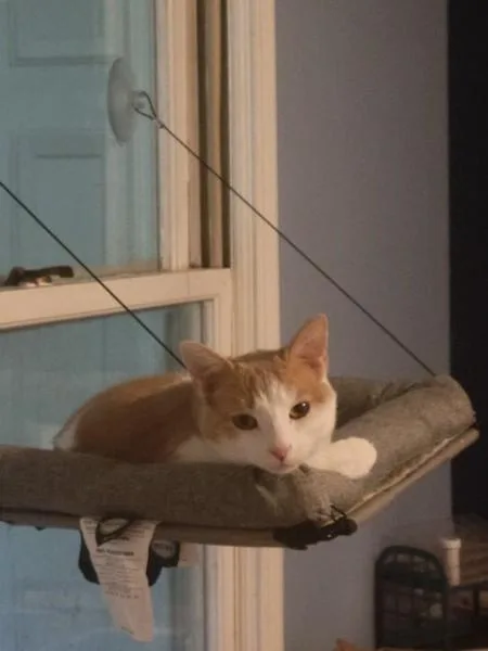 An adult medium-sized female Orange & White Domestic Short Hair cat named Toulousy for adoption in Duluth, GA