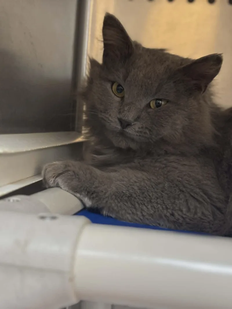 An adult medium-sized male Gray / Blue / Silver Domestic Long Hair cat named Gandalph for adoption in Orange, VA