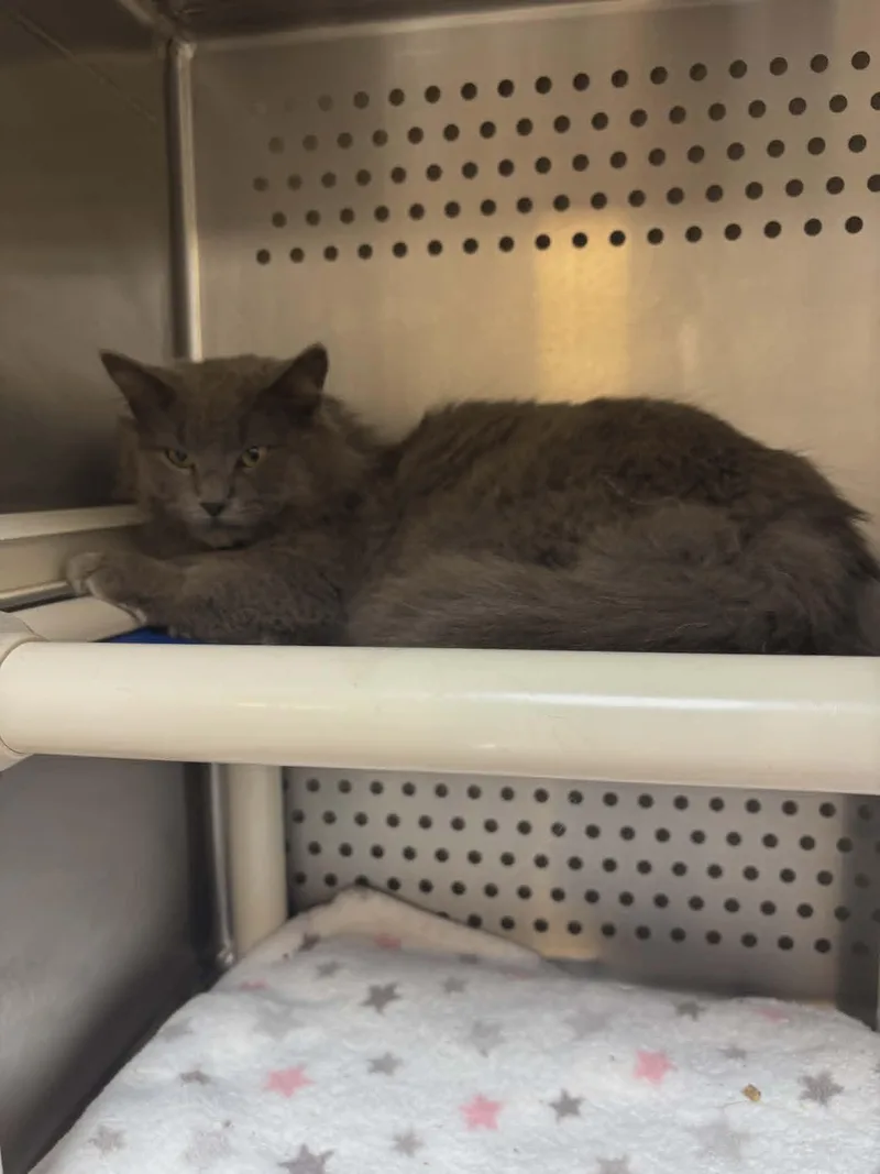 Gandalph thumbnail 2