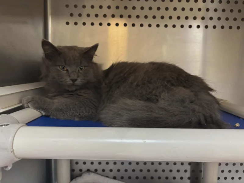 Gandalph thumbnail 3