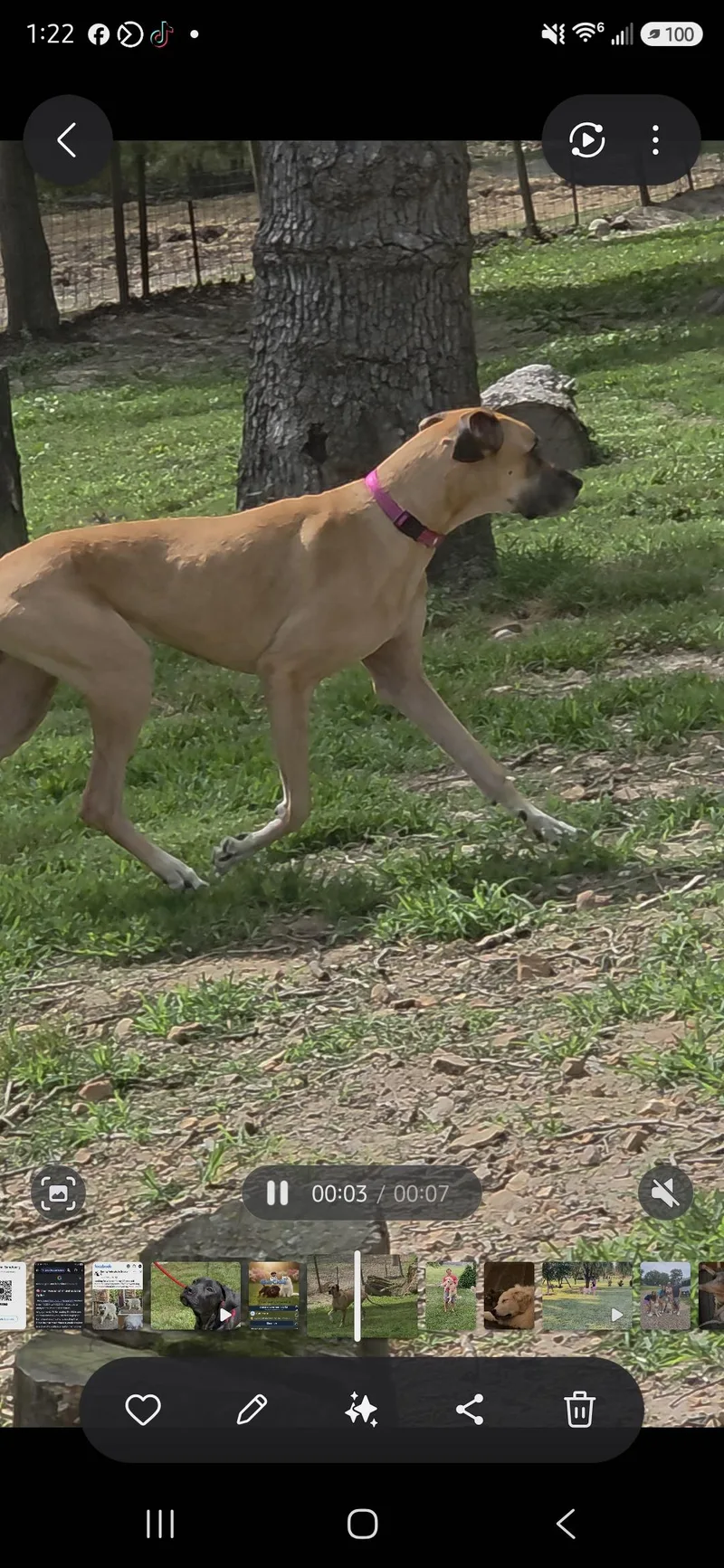 An adult large-sized female Yellow / Tan / Blond / Fawn Great Dane dog named Luna for adoption in Dittmer, MO