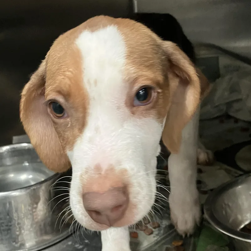 A baby medium-sized female White / Cream Beagle dog named Gigi for adoption in Parma, OH