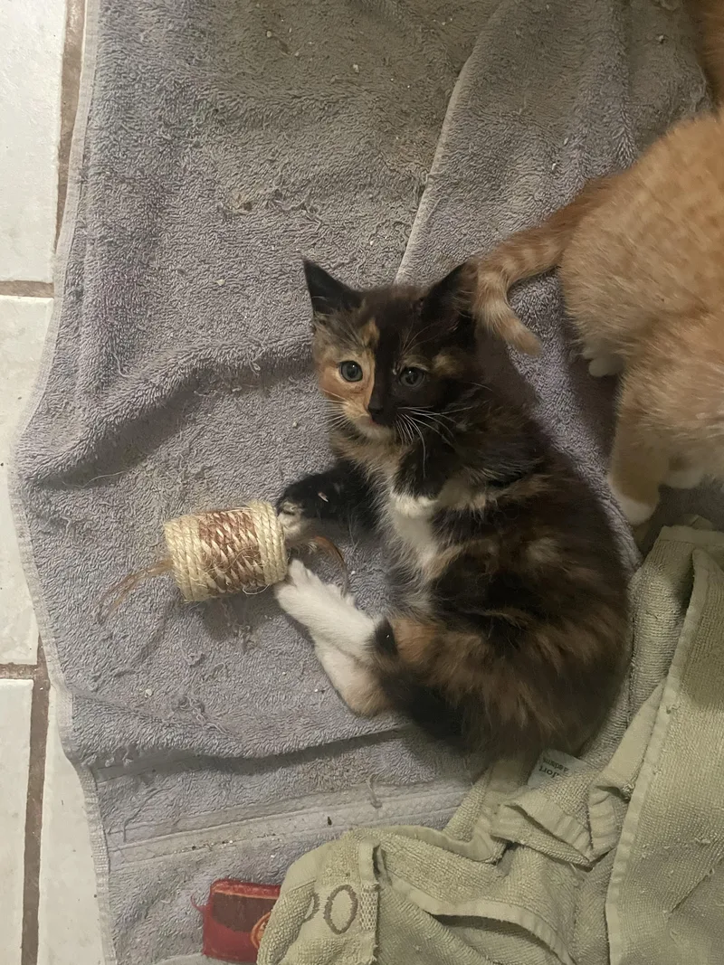 A baby small-sized female Calico Domestic Medium Hair cat named Cali for adoption in Troy, NY