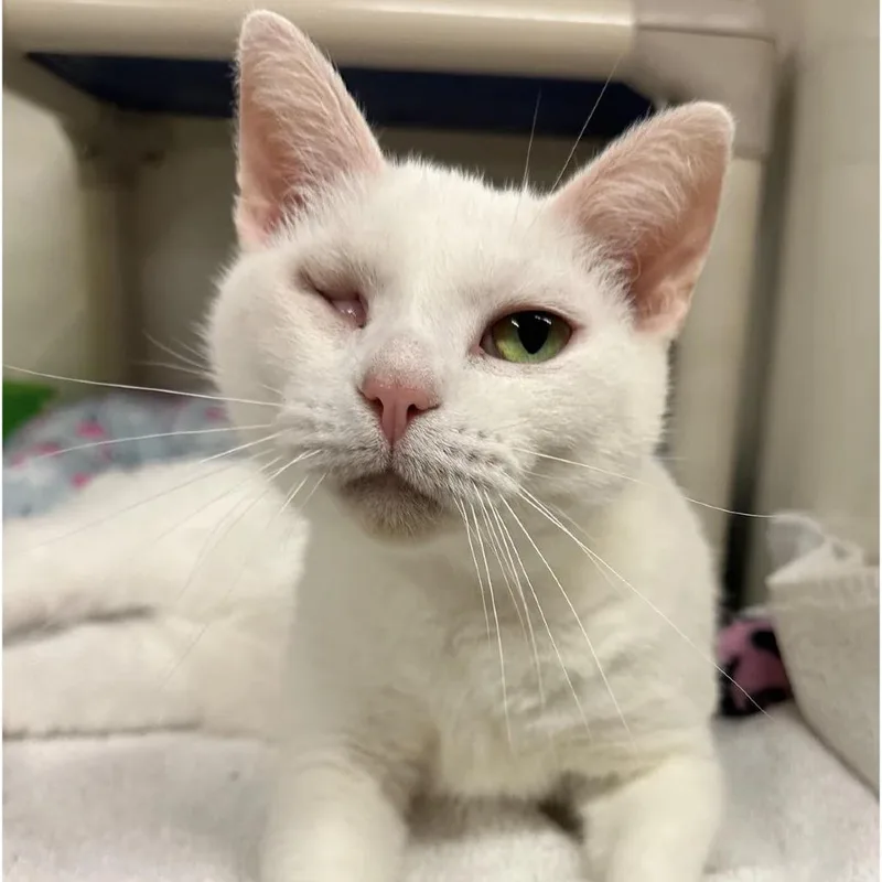 A senior medium-sized female White Domestic Short Hair cat named Baby Moon for adoption in Forest Park, IL