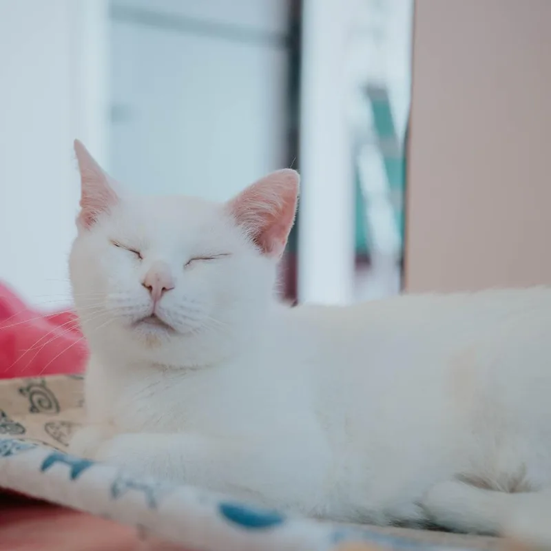 Baby Moon thumbnail 2