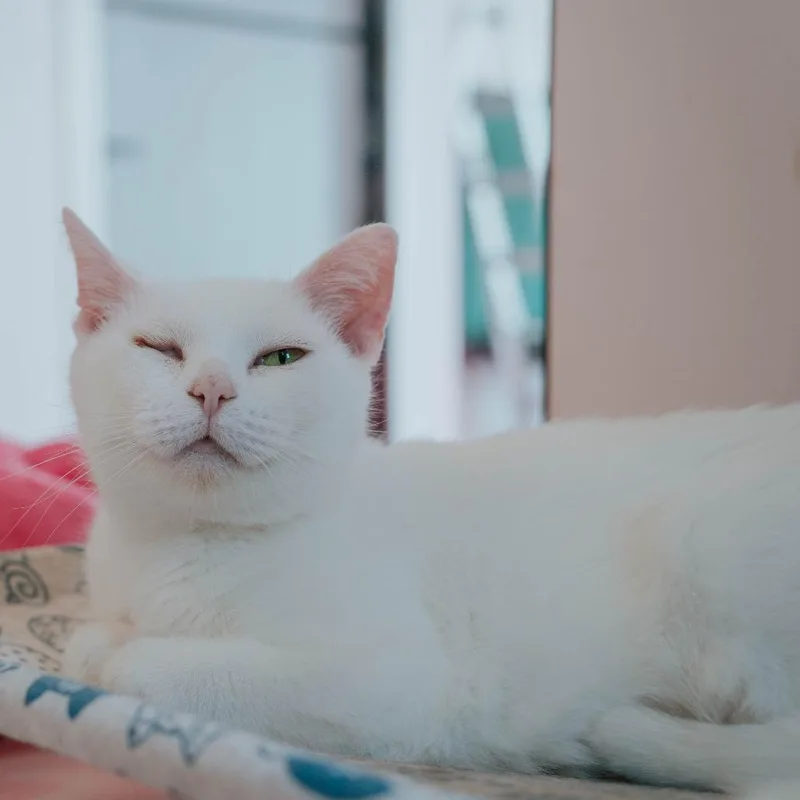 Baby Moon thumbnail 4