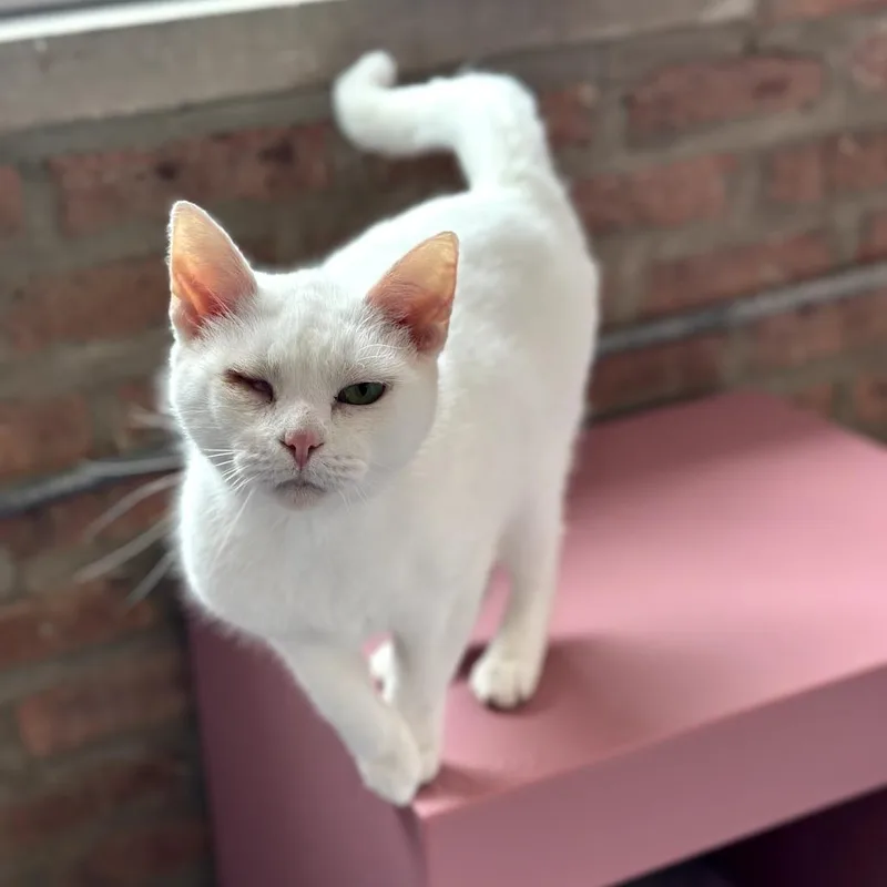 Baby Moon thumbnail 5