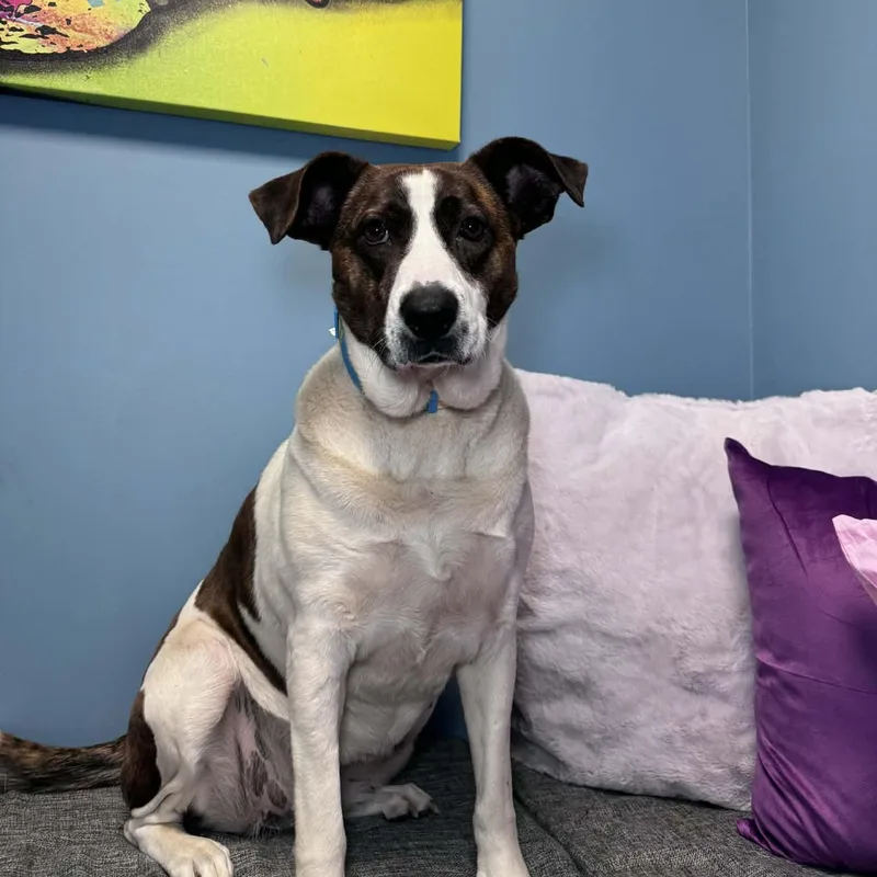 Sunshine thumbnail 3