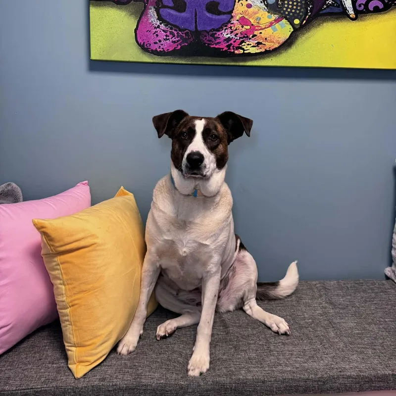 Sunshine thumbnail 4