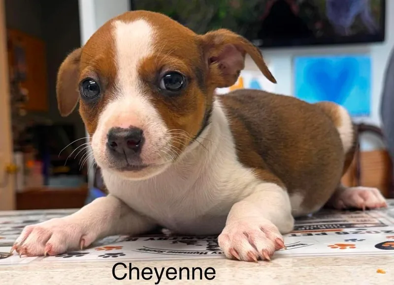 Cheyenne