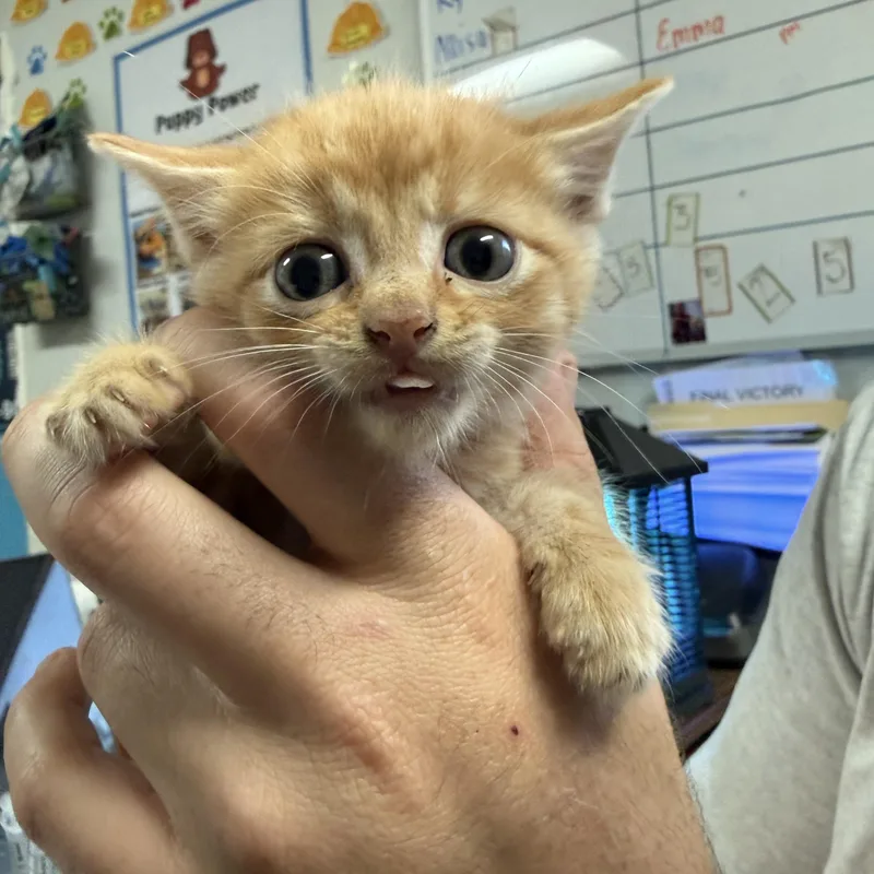 A baby medium-sized male Tabby (Orange / Red) Tabby cat named Trust Fund Baby for adoption in Columbia, SC