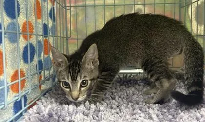 A baby small-sized male Domestic Short Hair cat named Bo for adoption in Gainesville, FL