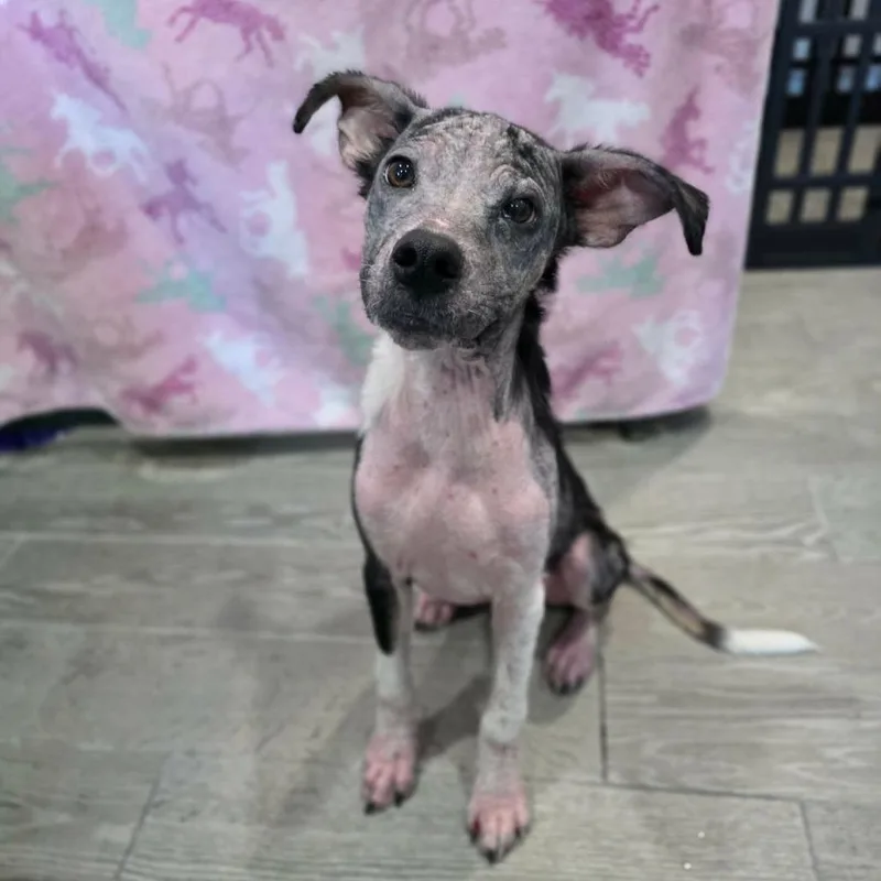 A young medium-sized female Black Mixed Breed dog named Cluck for adoption in Jackson, MO