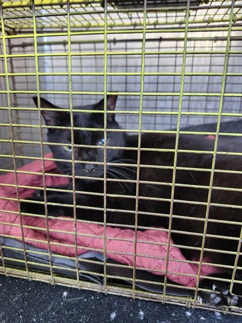 An adult small-sized female Domestic Short Hair cat named Rosarita for adoption in San Antonio, TX