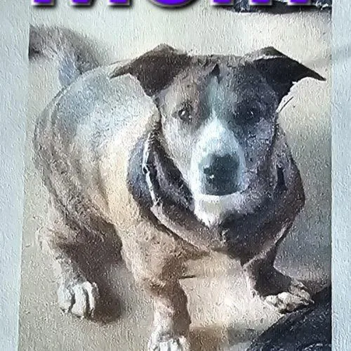 A baby medium-sized male Apricot / Beige Dachshund dog named Mario Stardust for adoption in Biloxi, MS