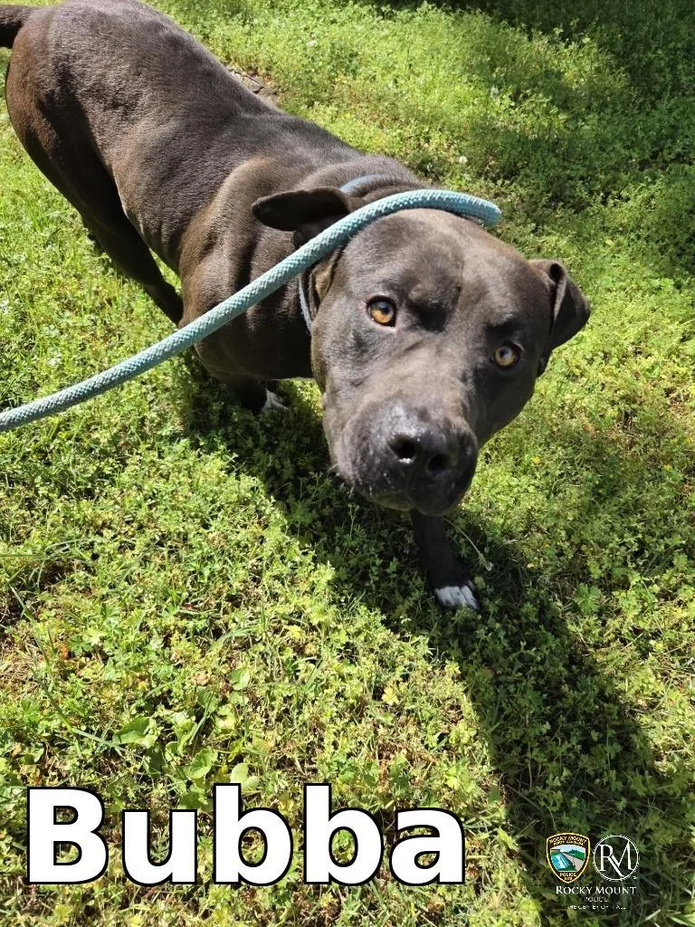 A young medium-sized male Pit Bull Terrier dog named Bubba for adoption in Rocky Mount, NC