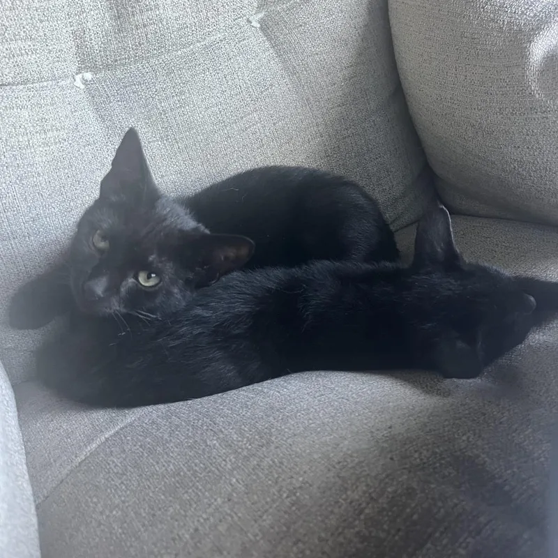 A young small-sized male Black Domestic Short Hair cat named Luna for adoption in Los Angeles, CA