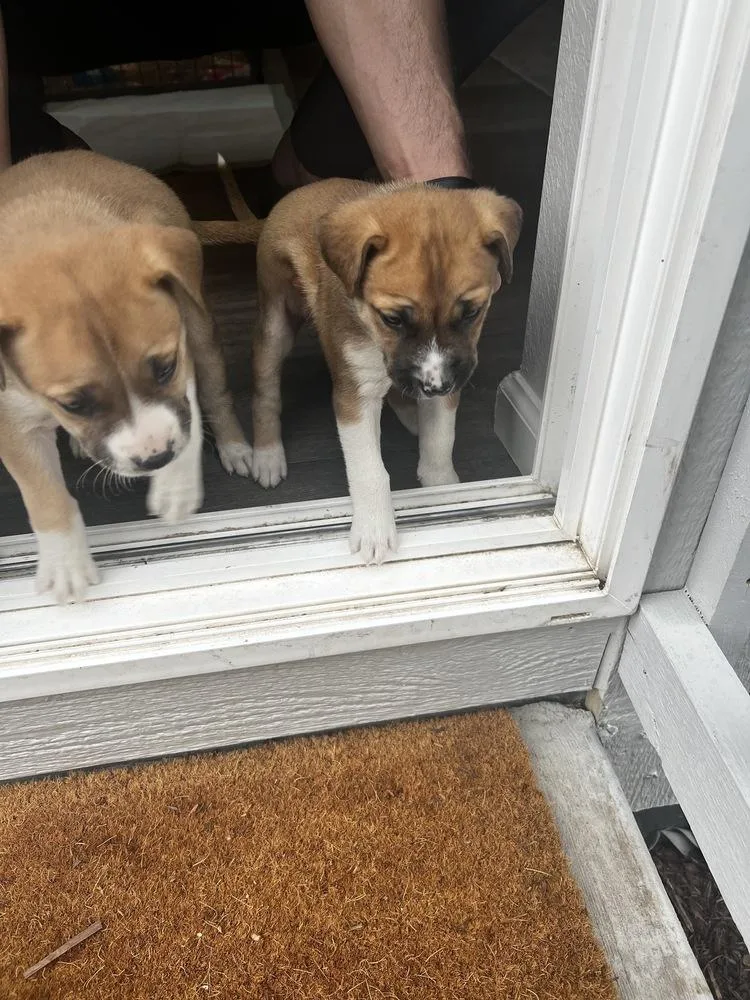 A baby small-sized male White / Cream Terrier dog named Prenston for adoption in Colorado Springs, CO