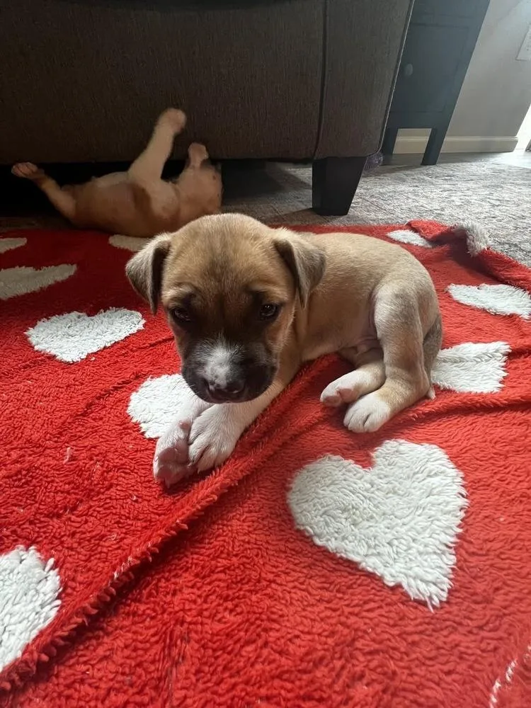 Prenston thumbnail 2