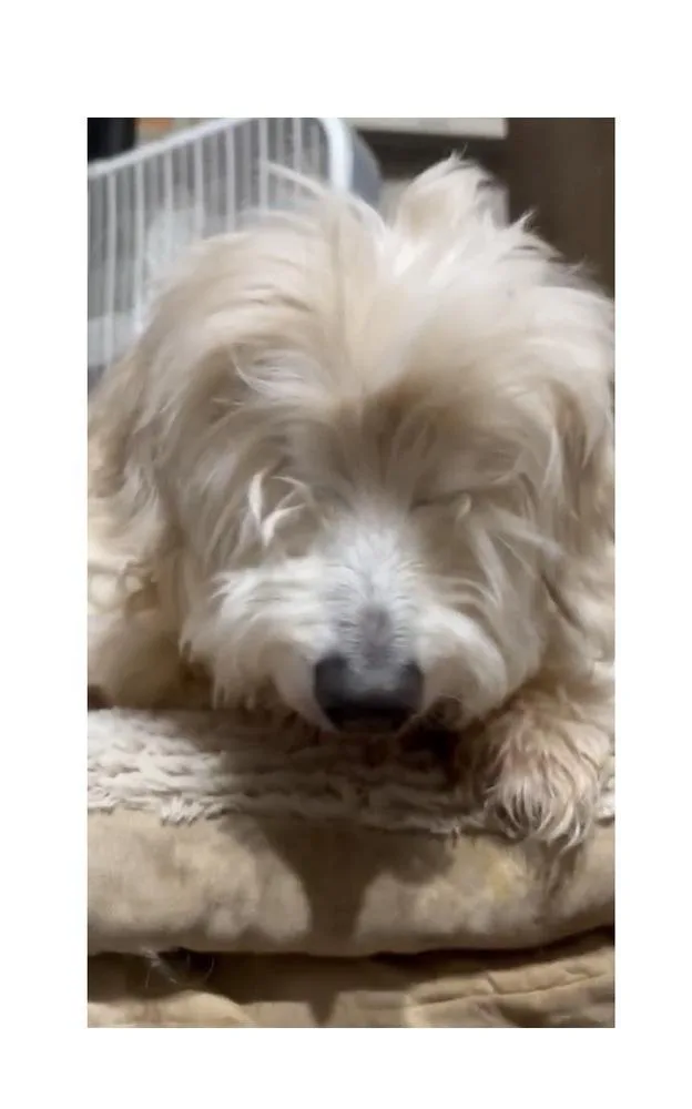 A senior small-sized male White / Cream Lhasa Apso dog named Tucker for adoption in Mooresville, NC