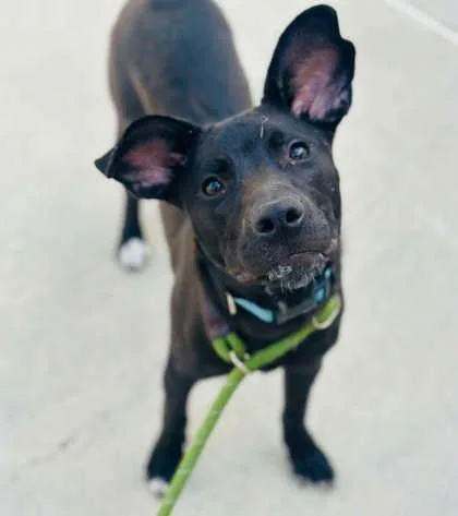 A baby medium-sized female Mixed Breed dog named Zebra for adoption in West Chester, PA
