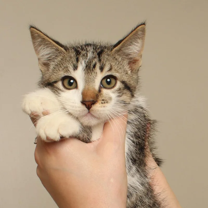A baby small-sized male Brown / Chocolate Domestic Short Hair cat named Spicy C for adoption in Minnetonka, MN