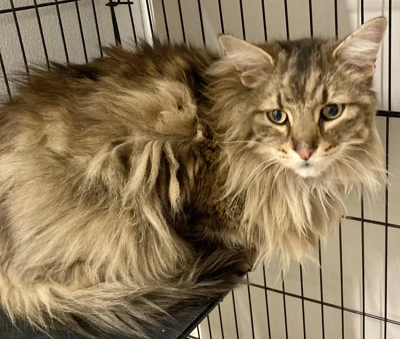 An adult extra large-sized male Norwegian Forest Cat cat named Aslan for adoption in Sandusky, MI