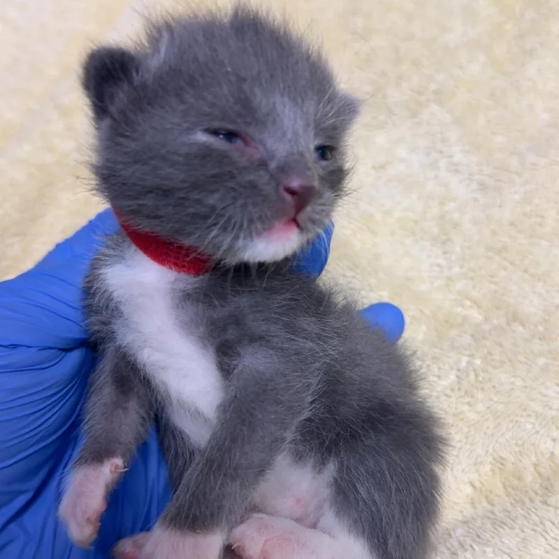 A baby small-sized male Gray / Blue / Silver Domestic Short Hair cat named Pete for adoption in Lakewood, CO