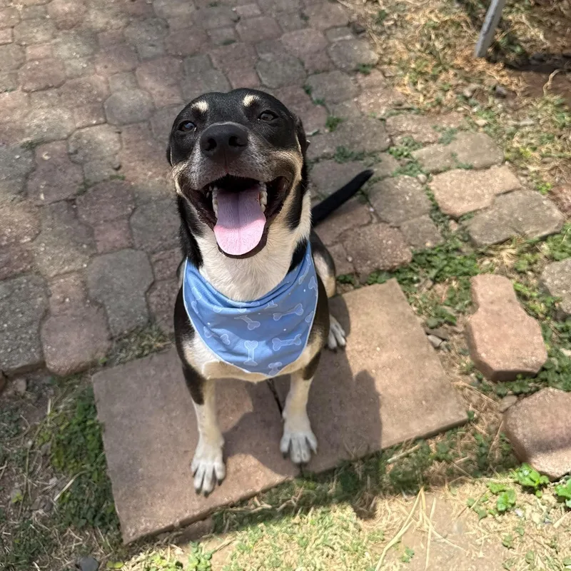 A young medium-sized male White / Cream Labrador Retriever dog named Hunter for adoption in New York, NY