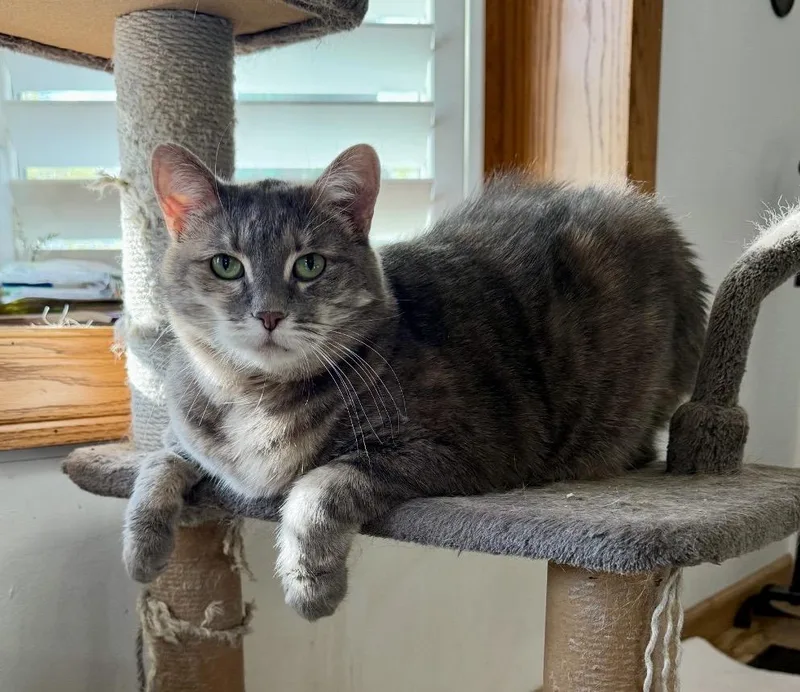 A senior medium-sized female Buff & White Manx cat named Sassy for adoption in Midvale, UT
