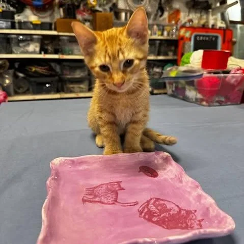 A baby medium-sized male Tabby (Orange / Red) Domestic Short Hair cat named Alogue for adoption in Owatonna, MN