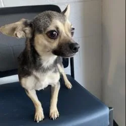 An adult small-sized female Chihuahua dog named Minnie for adoption in Red Bluff, CA
