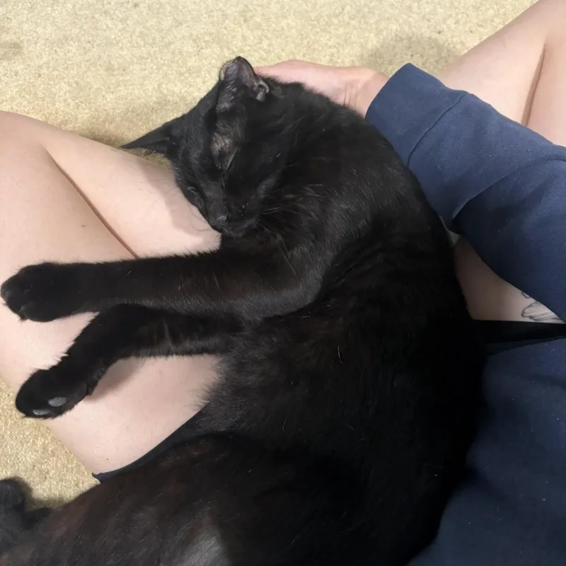 A young large-sized male Black Domestic Short Hair cat named KiosLover for adoption in Sewaren, NJ