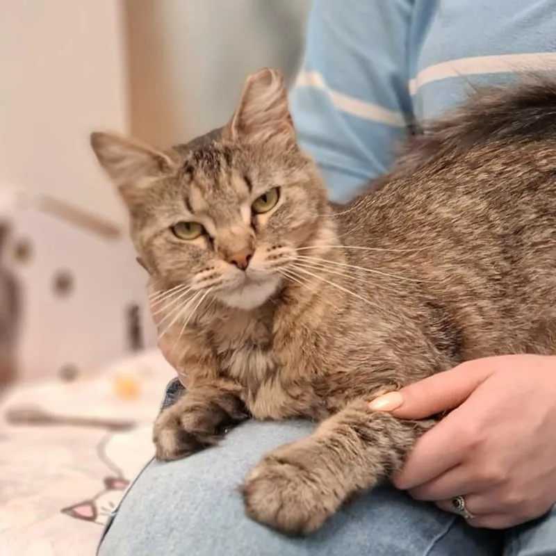 An adult medium-sized female Domestic Long Hair cat named Lynx for adoption in Vine Grove, KY