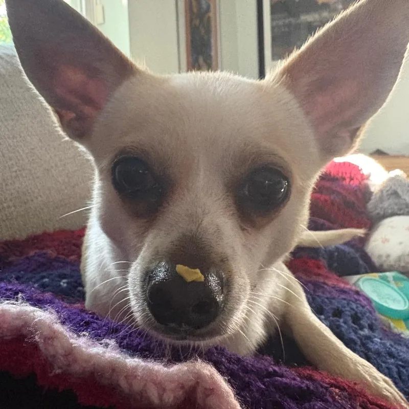 Shane Shane thumbnail 2